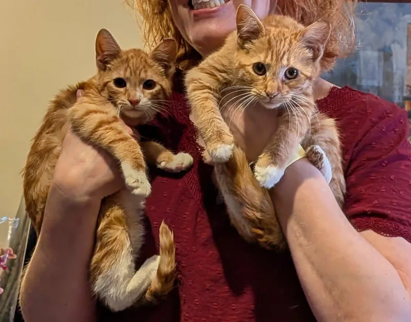 Oliver & Dodger thumbnail 5
