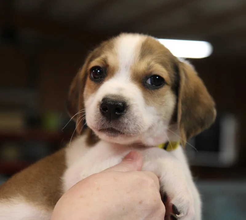 A baby medium-sized male Mixed Breed dog named Storm for adoption in Plain City, OH