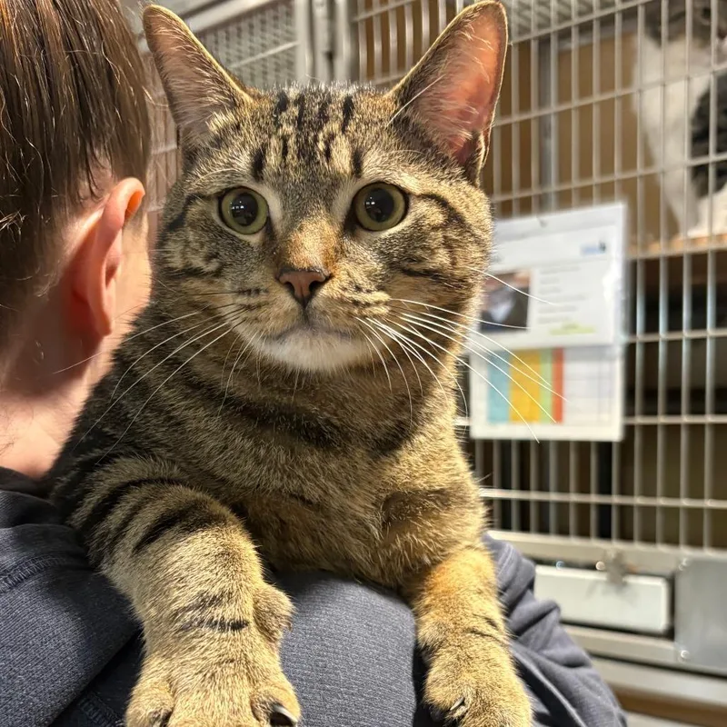 A young large-sized male Brown / Chocolate Domestic Short Hair cat named Frankie for adoption in Chesapeake, VA