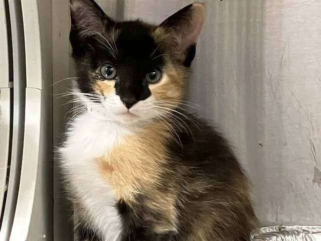 A baby small-sized female Domestic Short Hair cat named Elektra for adoption in Tustin, CA