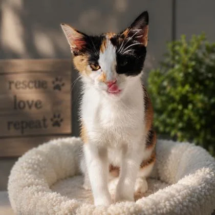 A baby medium-sized female Domestic Short Hair cat named Kaboodal for adoption in Cumberland, MD