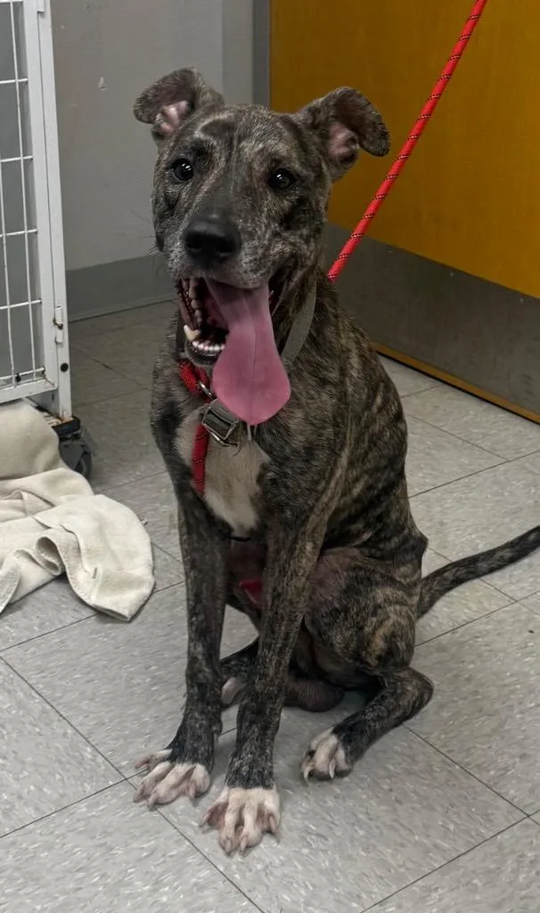 A young medium-sized male Mountain Cur dog named Oxford for adoption in Sorrento, LA