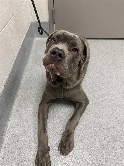 A young medium-sized male Cane Corso dog named Steele for adoption in Indianapolis, IN