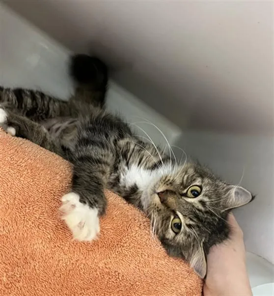 A young medium-sized female Domestic Short Hair cat named Gingham for adoption in Boston, MA