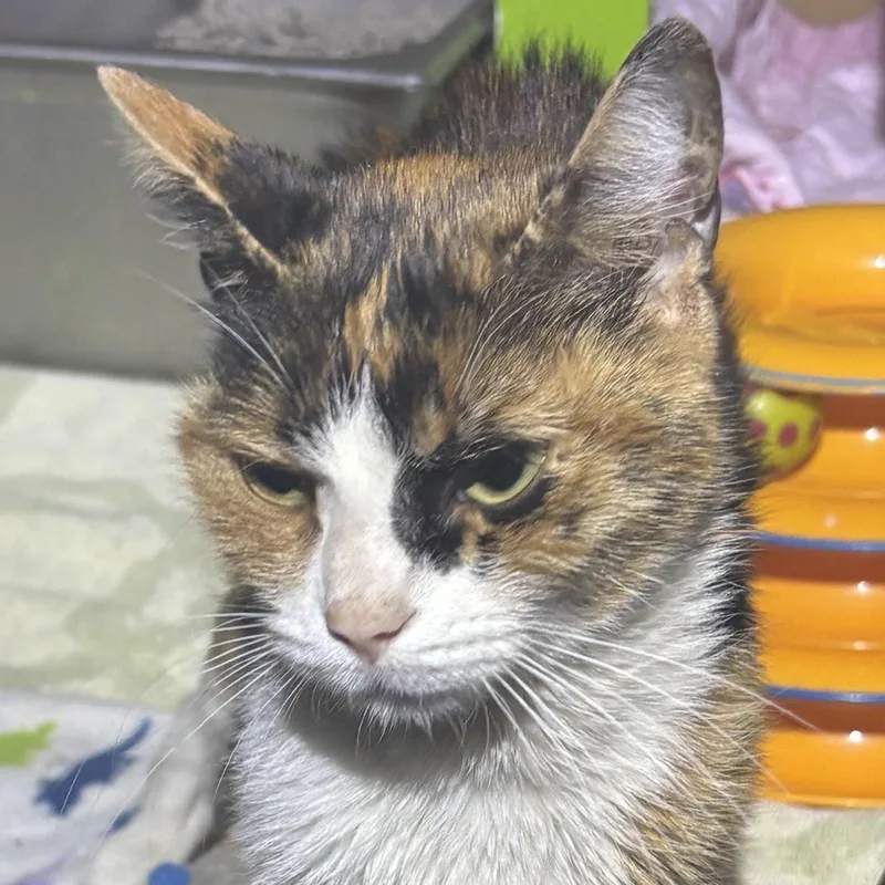 A young small-sized female Calico Domestic Short Hair cat named Harmony for adoption in Pittsburgh, PA