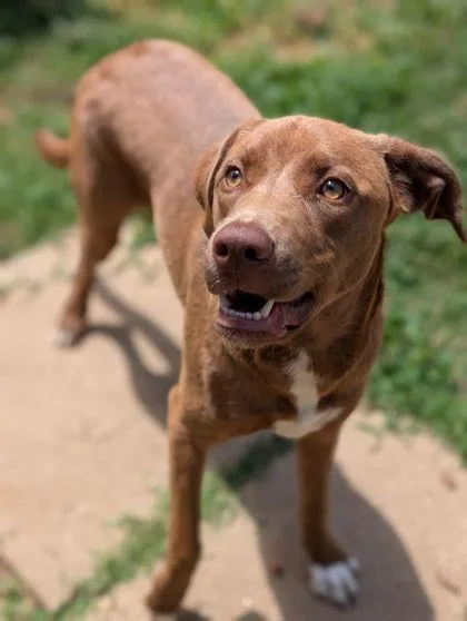 An adult medium-sized female Pit Bull Terrier dog named Lindy for adoption in Mansfield, TX