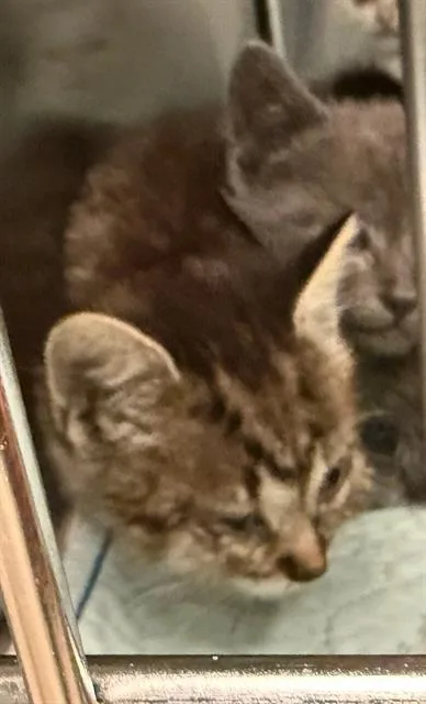 A baby small-sized male Domestic Short Hair cat named Leo for adoption in Dallas, TX