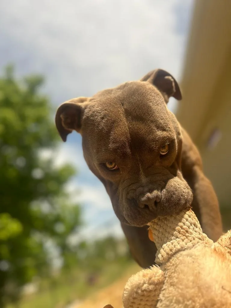 An adult medium-sized male Staffordshire Bull Terrier dog named Slate for adoption in Athens, AL