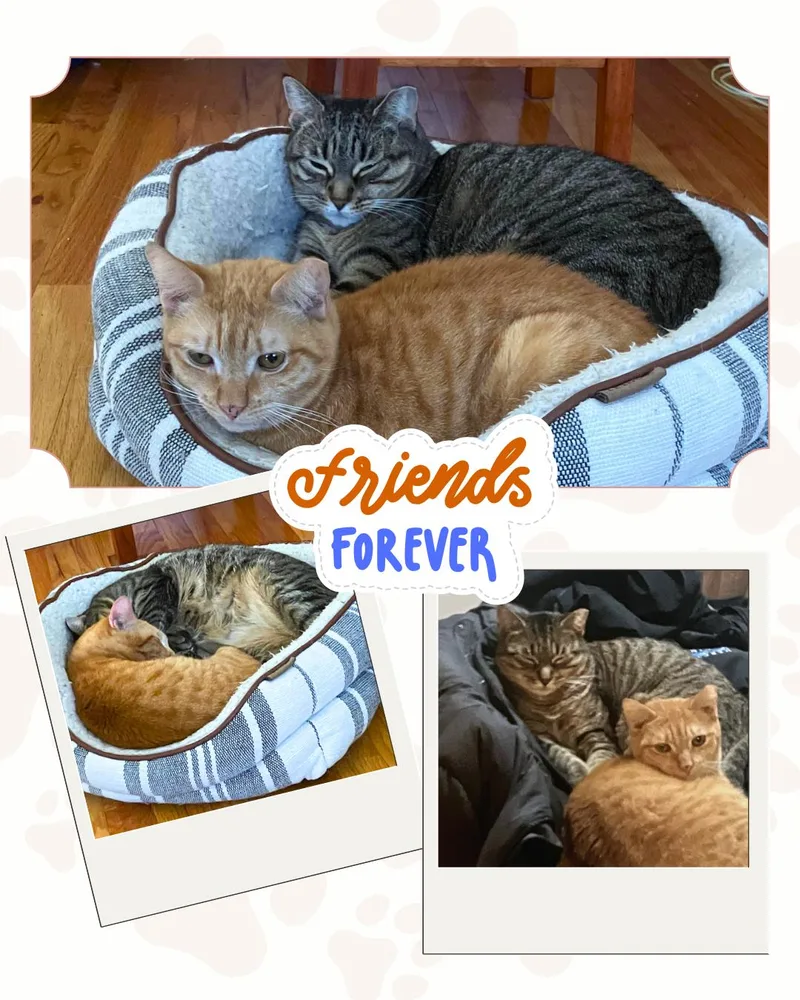 An adult medium-sized female American Shorthair cat named Saba And Amelia for adoption in Jersey City, NJ