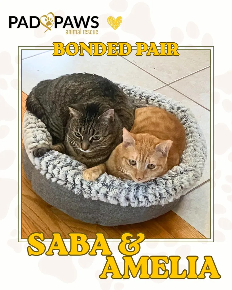 Saba And Amelia thumbnail 2