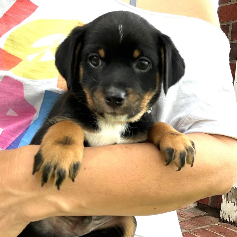 A baby small-sized female Bicolor Australian Terrier dog named Cappuccino for adoption in Manvel, TX