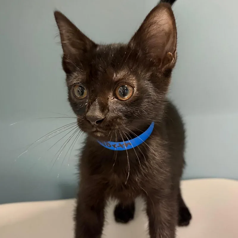A baby small-sized male Black Domestic Short Hair cat named North for adoption in Chattanooga, TN