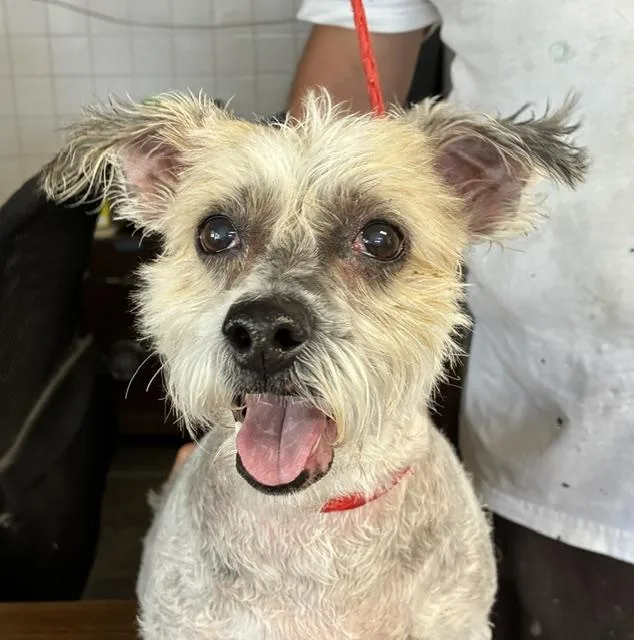 A senior small-sized female White / Cream Maltese dog named Mokka for adoption in Canoga Park, CA