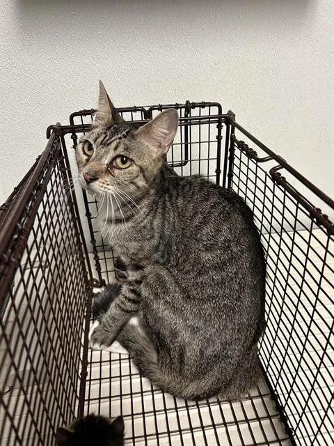 A young medium-sized female Domestic Short Hair cat named Tika for adoption in Bakersfield, CA