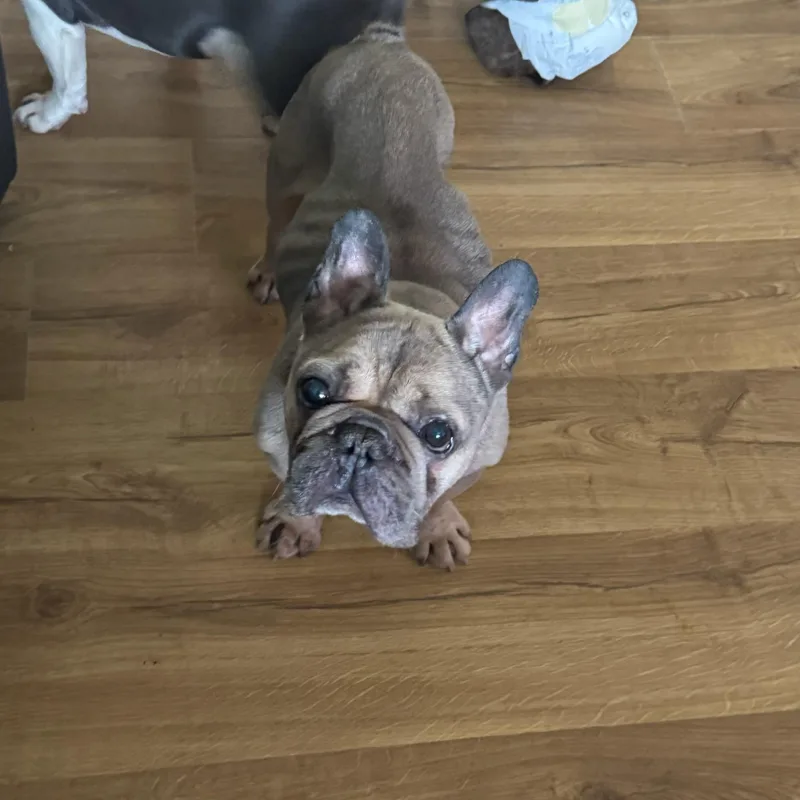 Tommy aka Crouton