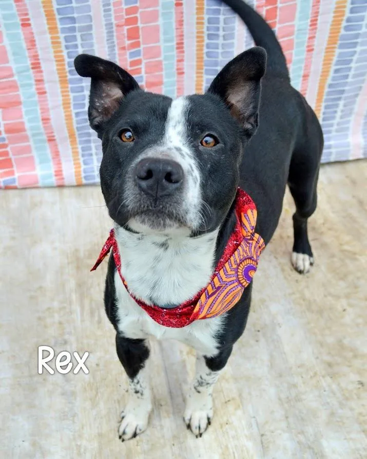 Rex