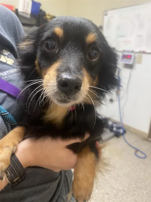 An adult large-sized female Chihuahua dog named Luna for adoption in Vancouver, WA