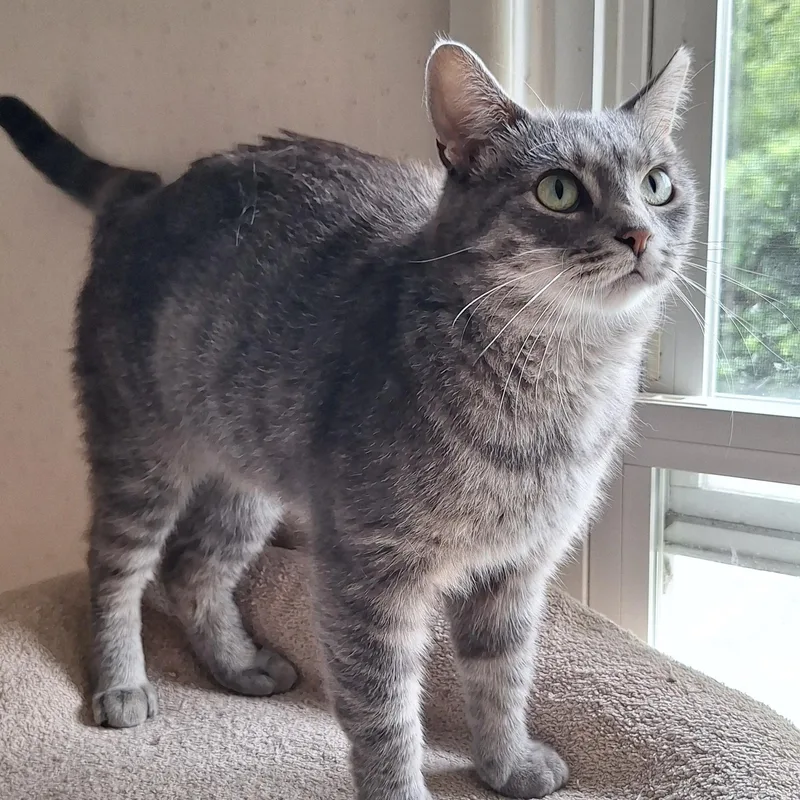 A baby medium-sized female Gray / Blue / Silver Domestic Short Hair cat named Floyd Fern and for adoption in BUTLER, PA