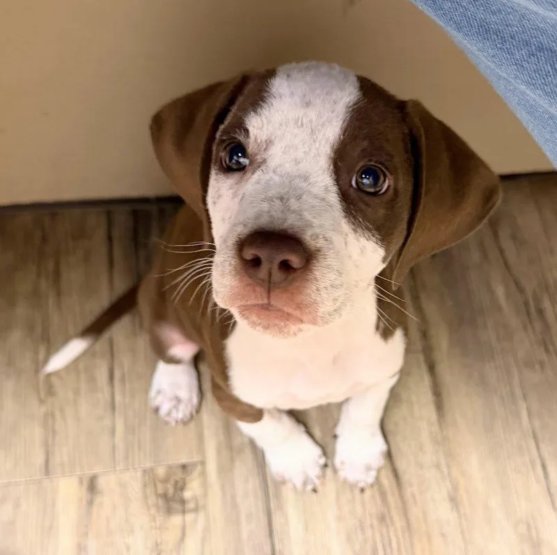 A baby medium-sized female Coonhound dog named Lucy for adoption in West Des Moines, IA