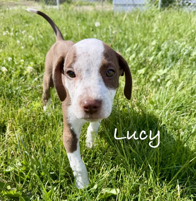 Lucy thumbnail 3