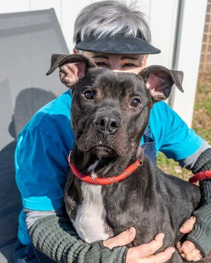 An adult large-sized male Mixed Breed dog named Kev Co. for adoption in Chamblee, GA