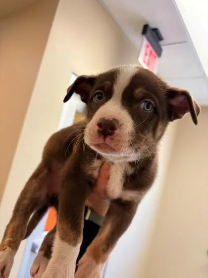 A young large-sized male Husky dog named Luigi for adoption in Kansas City, MO
