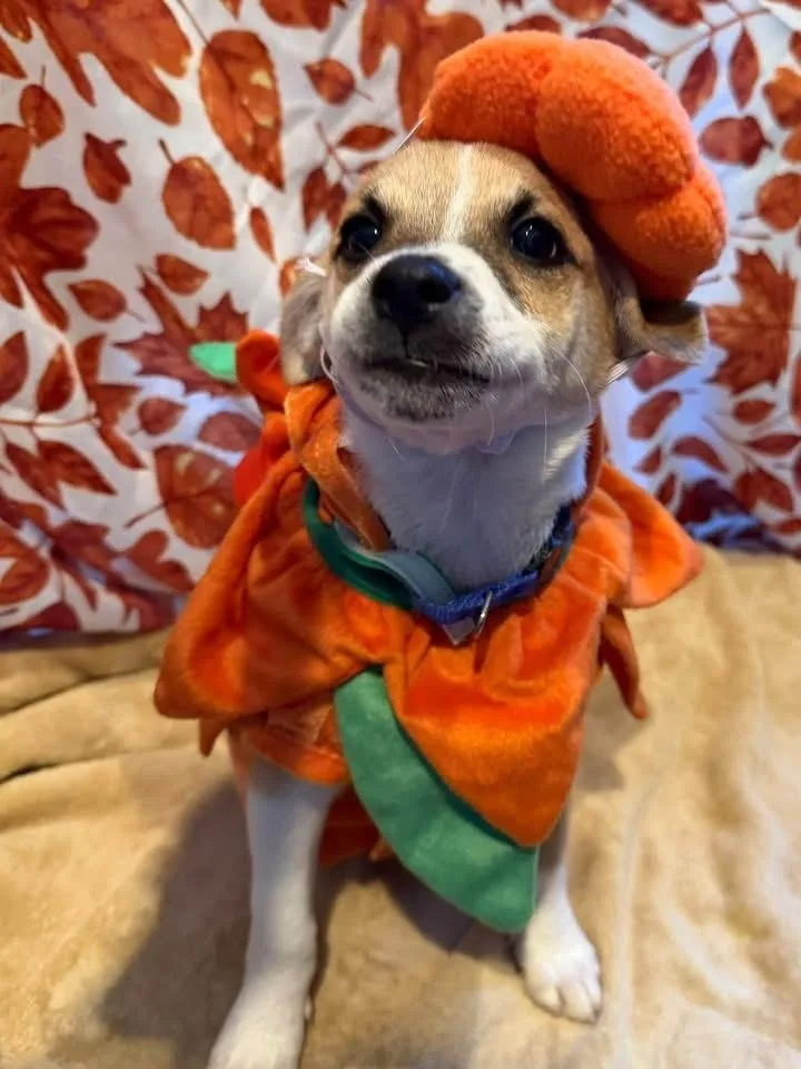 A baby small-sized male Chihuahua dog named Pencil for adoption in Scranton, PA