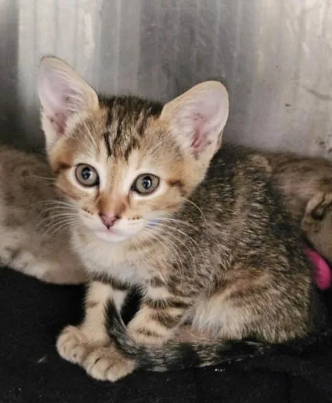 A baby small-sized female Domestic Short Hair cat named Tommie for adoption in Los Angeles, CA