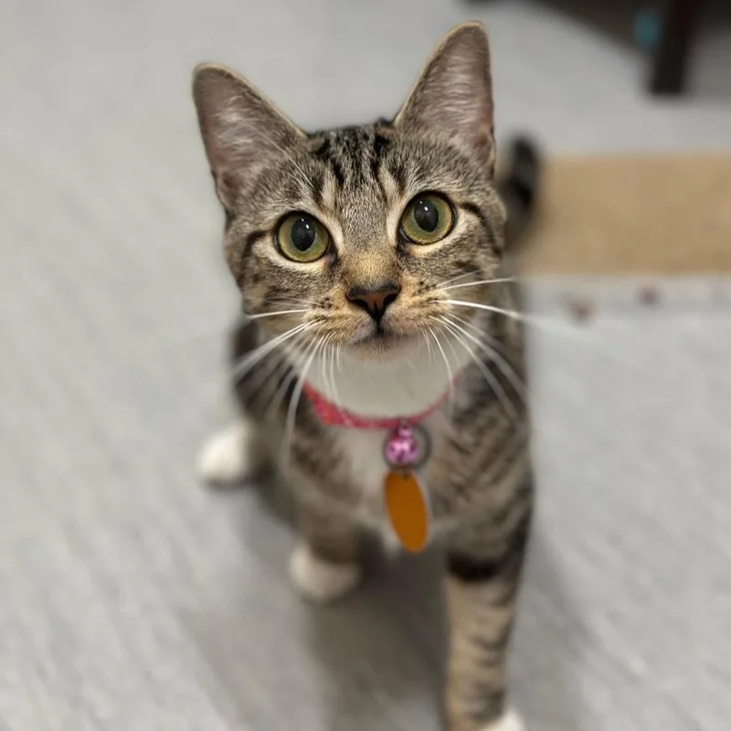 A young small-sized female Domestic Short Hair cat named Bloom for adoption in Port Washington, NY