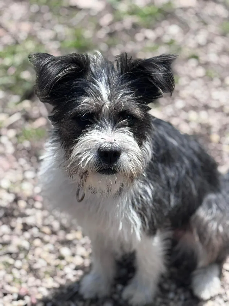 A young medium-sized female White / Cream Terrier dog named Jellybean for adoption in Sunbright, TN
