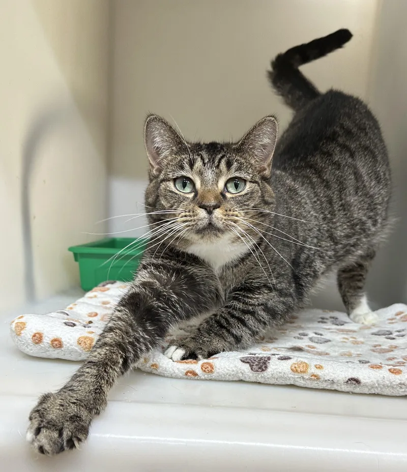 An adult medium-sized female Tabby (Brown / Chocolate) Domestic Short Hair cat named Mummykins for adoption in Tipp City, OH