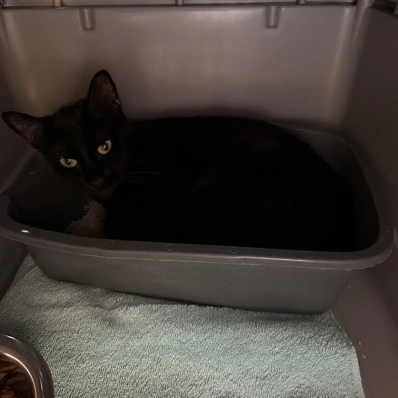 An adult medium-sized male Domestic Short Hair cat named Azure for adoption in Tacoma, WA