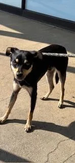An adult medium-sized male Terrier dog named Dakota for adoption in Honolulu, HI