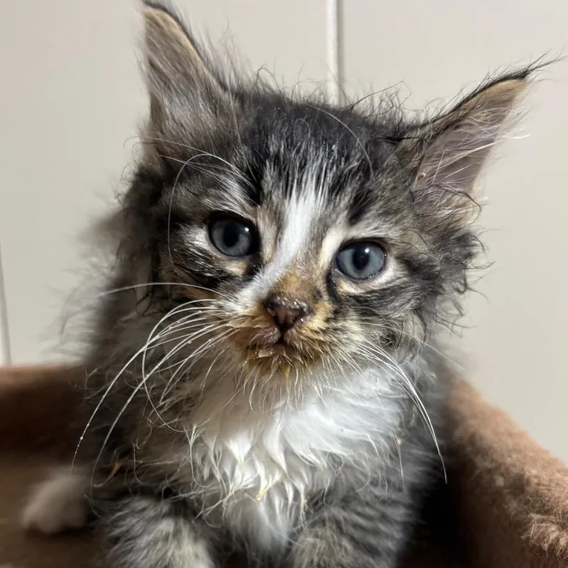 A baby small-sized male Gray / Blue / Silver Domestic Short Hair cat named Crouton for adoption in DeKalb, IL