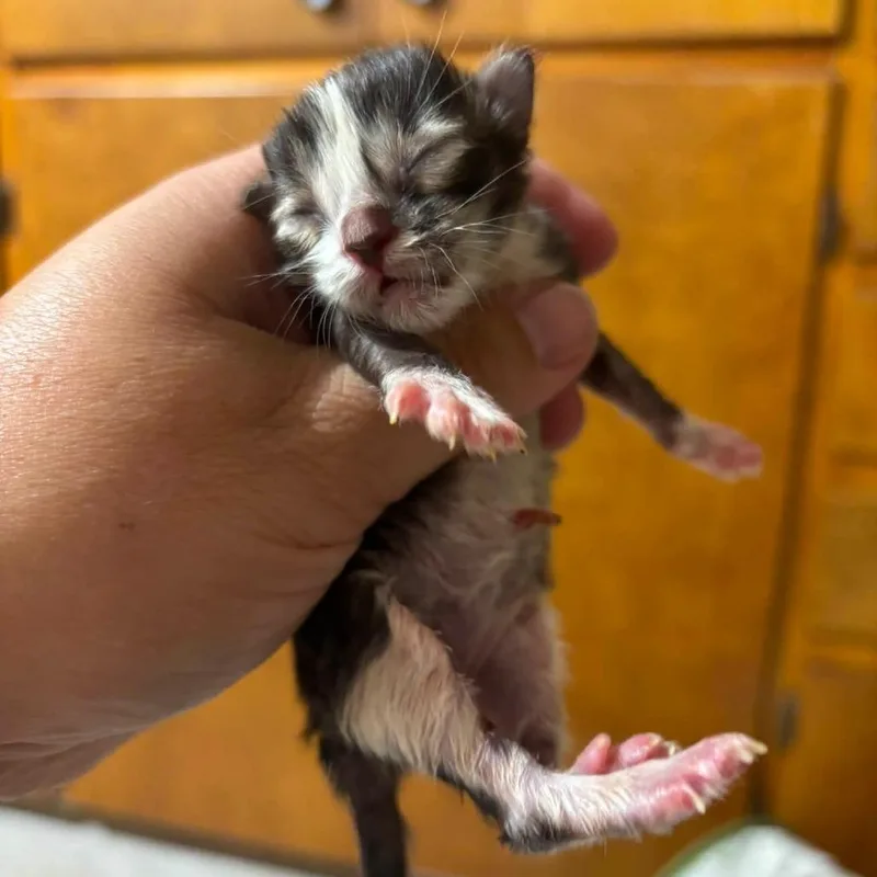 Crouton thumbnail 2