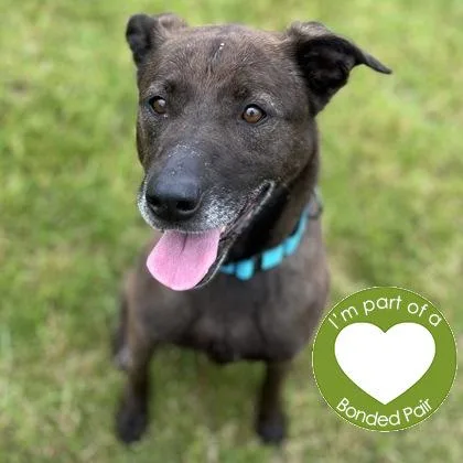 A senior medium-sized female Mixed Breed dog named Octavia for adoption in Janesville, WI