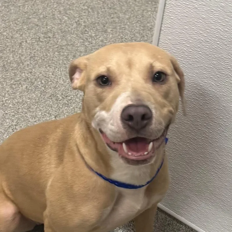 A young medium-sized female Yellow / Tan / Blond / Fawn Pit Bull Terrier dog named Gwen Stefani for adoption in Matteson, IL