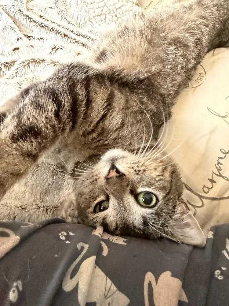 A young medium-sized female Gray / Blue / Silver Exotic Shorthair cat named Olivia for adoption in Warren, CT