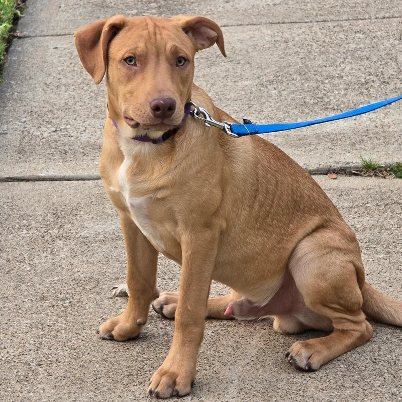 A baby medium-sized male Apricot / Beige Australian Kelpie dog named Peanut for adoption in Pottsboro, TX