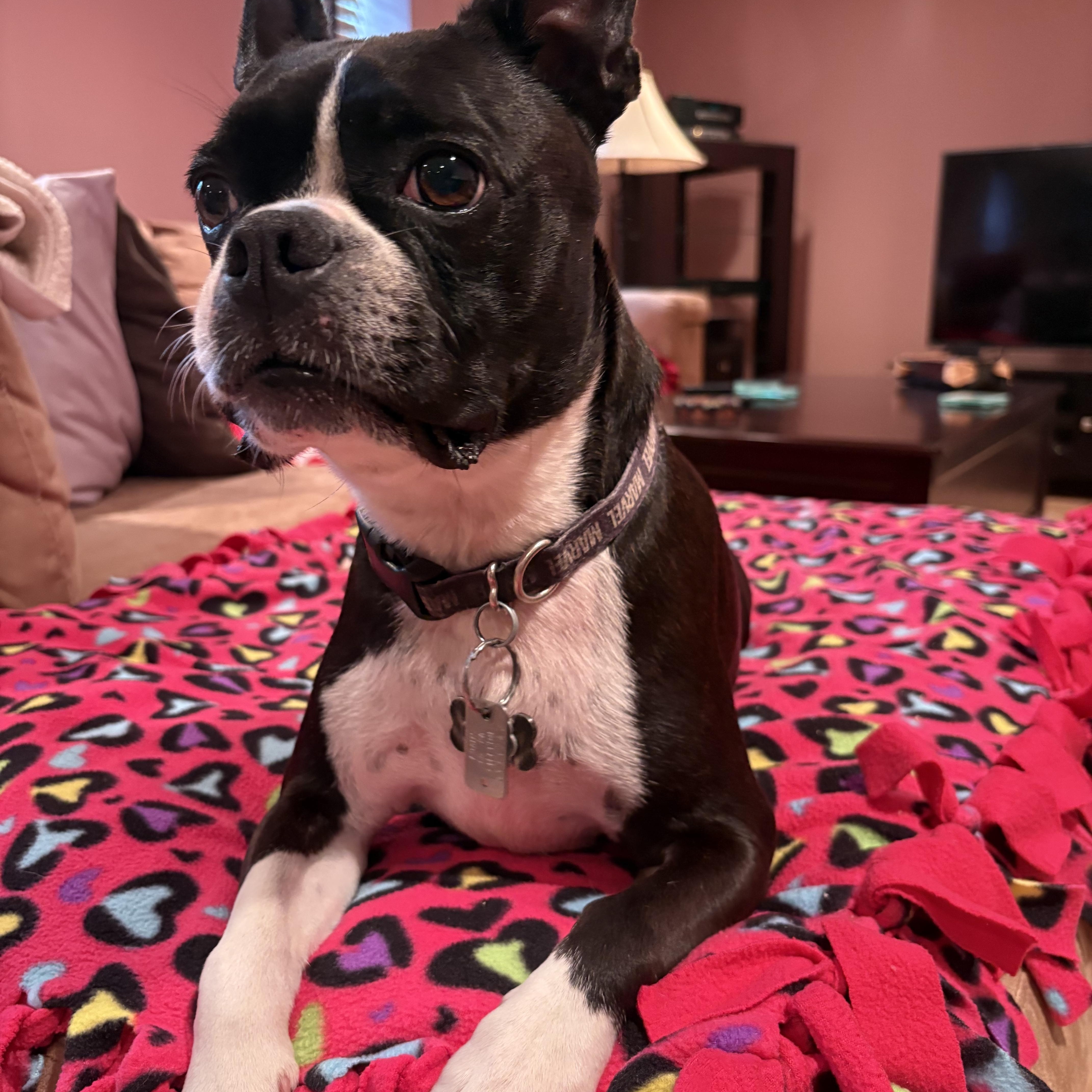 An adult small-sized male Boston Terrier dog named Mack for adoption in New York, NY