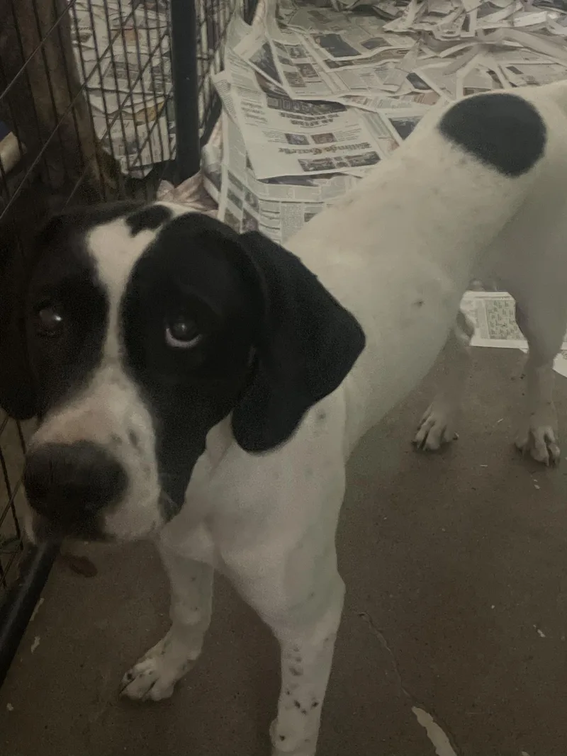 A young medium-sized male English Pointer dog named Jasper for adoption in Billings, MT