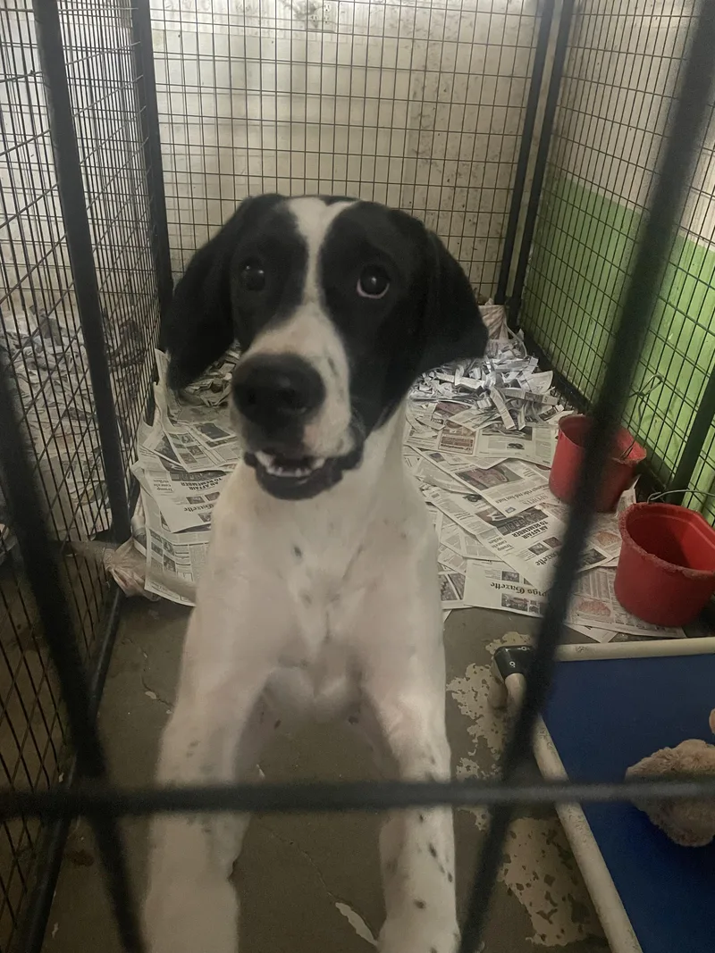 Jasper thumbnail 2