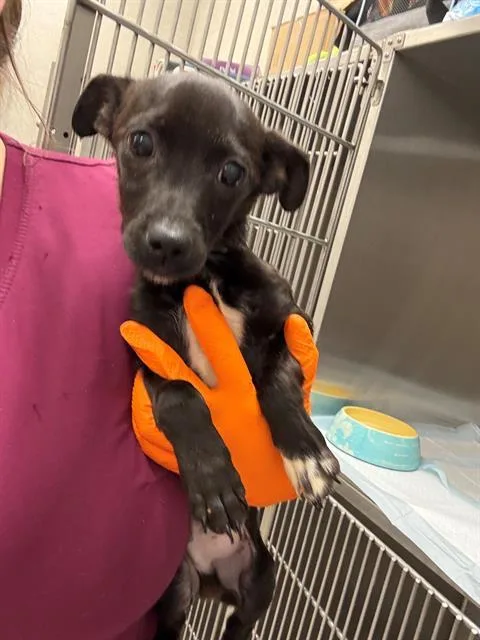 A baby small-sized male Chihuahua dog named Charley for adoption in Baytown, TX