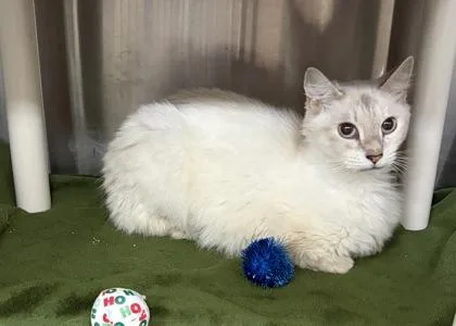 A baby small-sized female Domestic Medium Hair cat named Cinnamon for adoption in Wilkesboro, NC