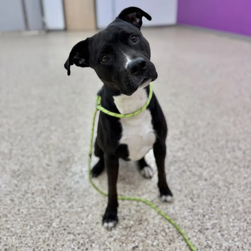 An adult medium-sized male Pit Bull Terrier dog named Moo Shu for adoption in Bullhead City, AZ