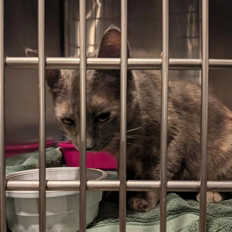 A young medium-sized female Tortoiseshell Domestic Short Hair cat named Rosie for adoption in Manheim, PA