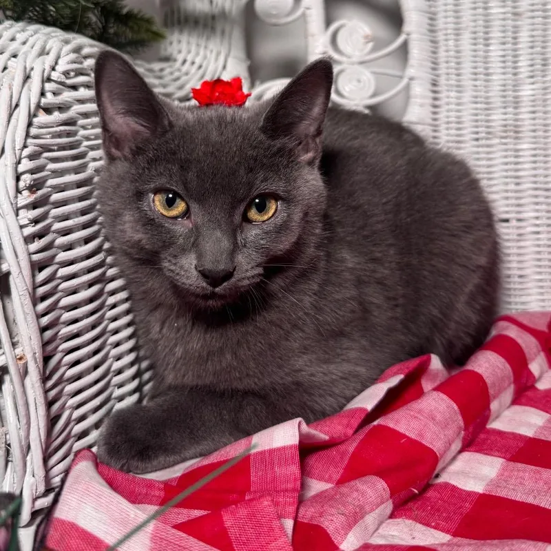 Mcdreamy thumbnail 2