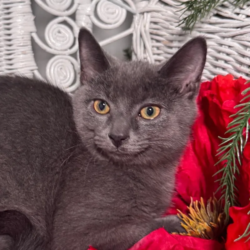 Mcdreamy thumbnail 3