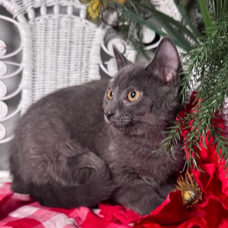 Mcdreamy thumbnail 4