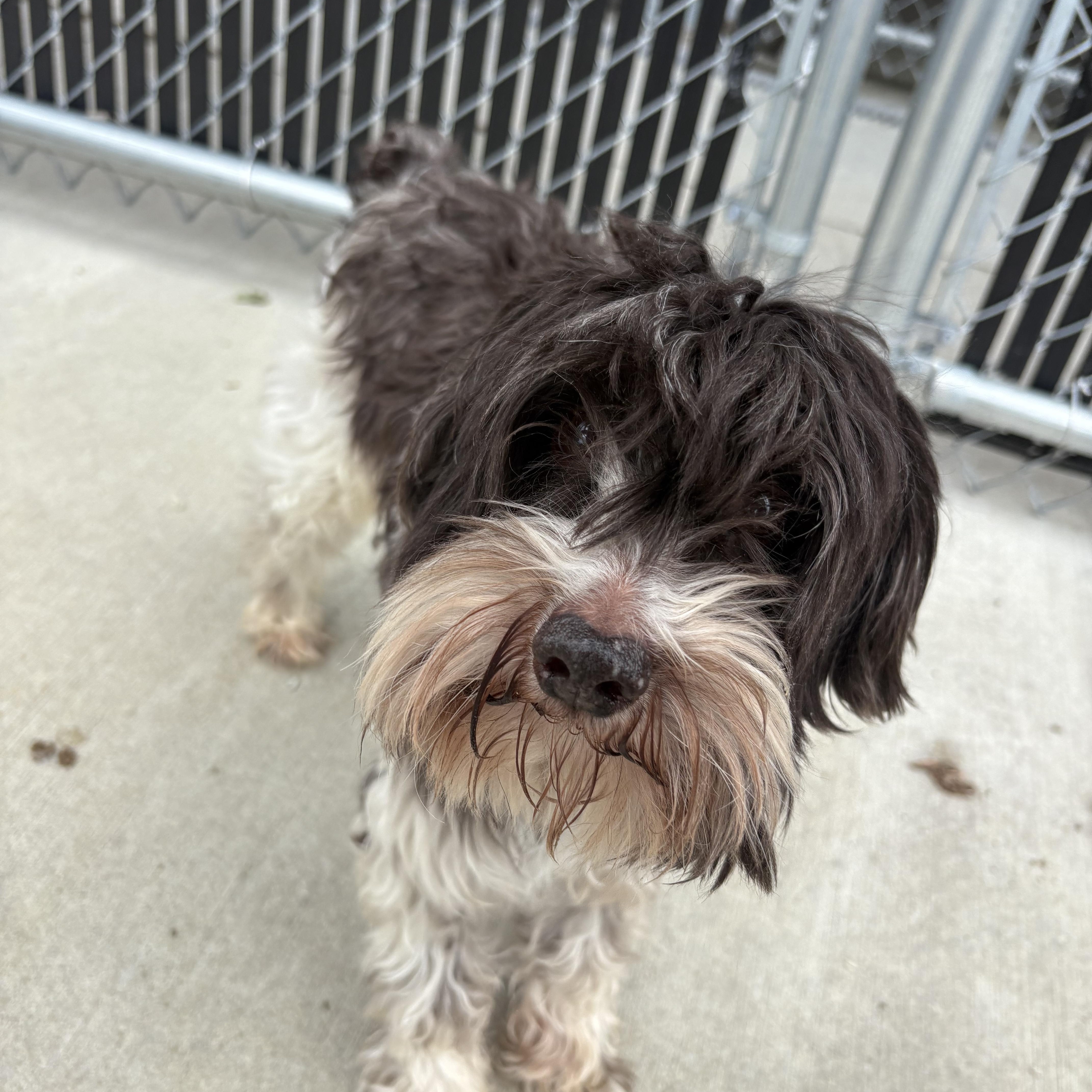 An adult small-sized male Black Schnoodle dog named Bo for adoption in North Providence, RI